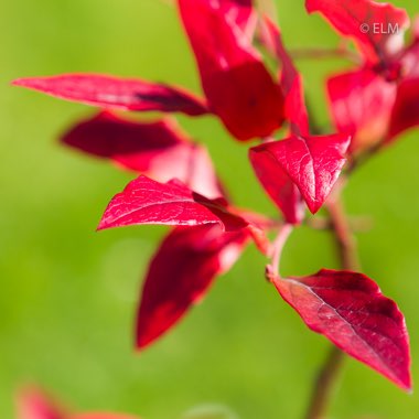 Vaccinium corymbosum