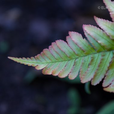 Dryopteris Erythrosora