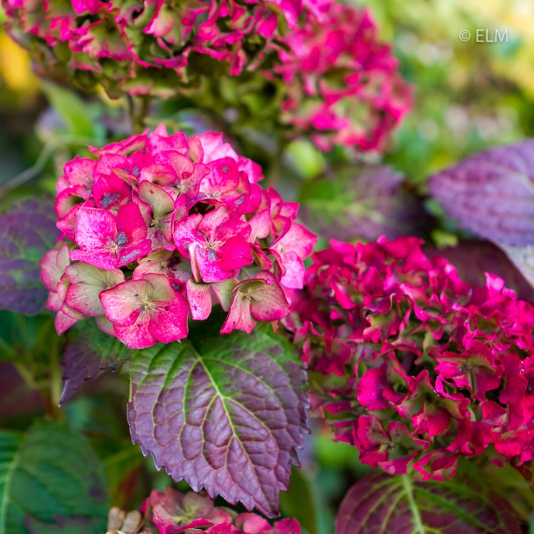 Plant image Hydrangea