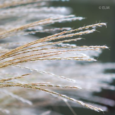 Miscanthus sinensis 'Gracillimus'