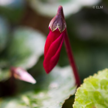 Cyclamen