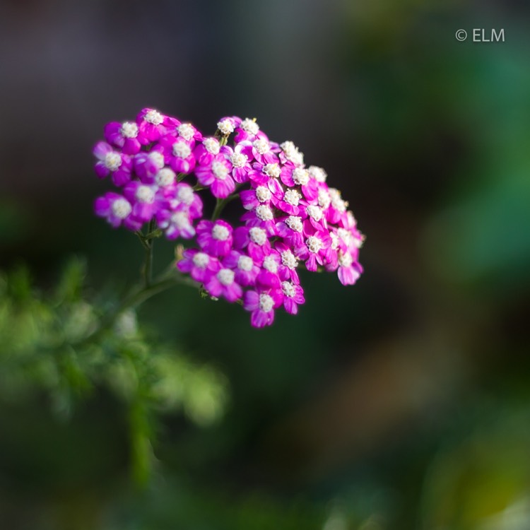 Plant image Achillea millefolium 'Lilac Beauty'