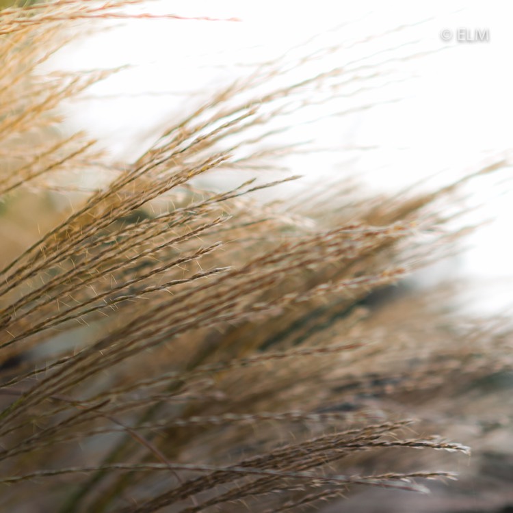 Plant image Miscanthus sinensis 'Gracillimus'