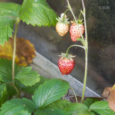 Fragaria x ananassa