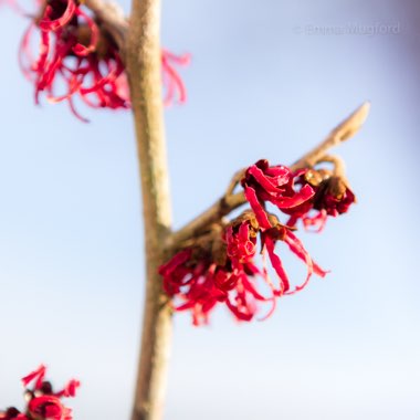 Hamamelis x intermedia 'Ruby Glow'