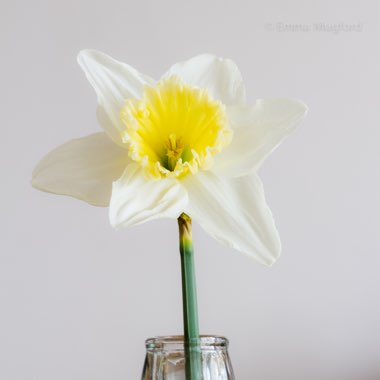 Narcissus 'Ice Follies'