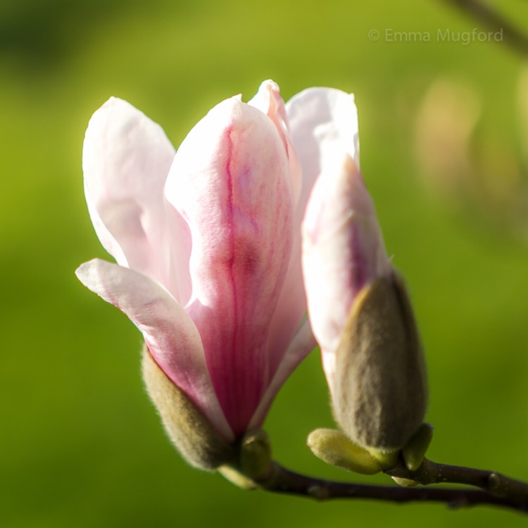 Plant image Magnolia liliiflora x stellata