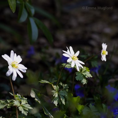 Anemone blanda 'White Splendour'