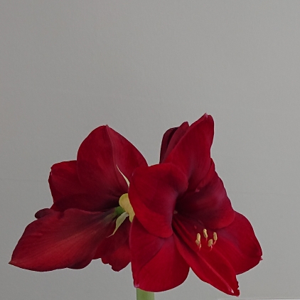 Plant image Hippeastrum (Galaxy Group) 'Benfica'