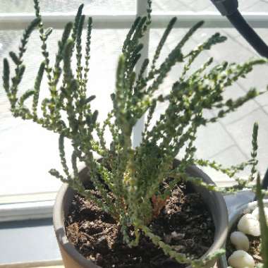 Crassula muscosa