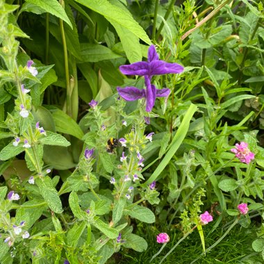 Salvia viridis 'Blue Denim'