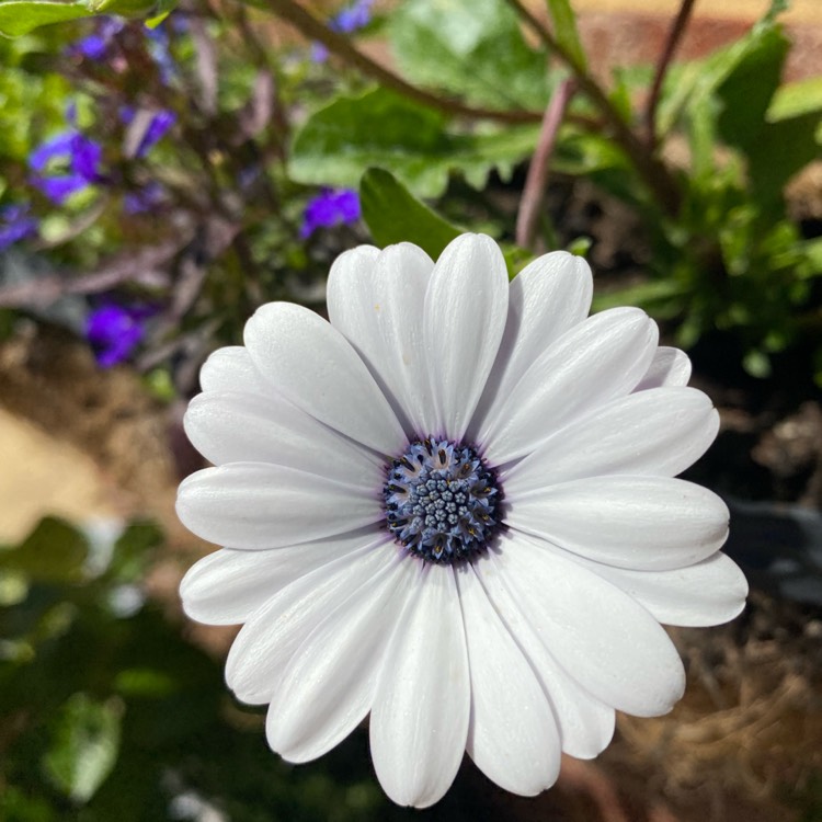 Plant image Osteospermum 'Flowerpower Ice White'