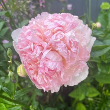 Peony 'Sarah Bernhardt' (Herbaceous)