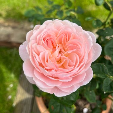 Rosa 'Austiger' syn. Rosa 'Queen of Sweden'