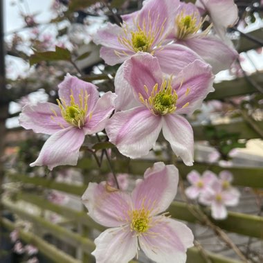 Clematis (Pruning Group 1 - Early Flowering Cultivars)