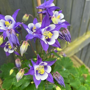 Columbine