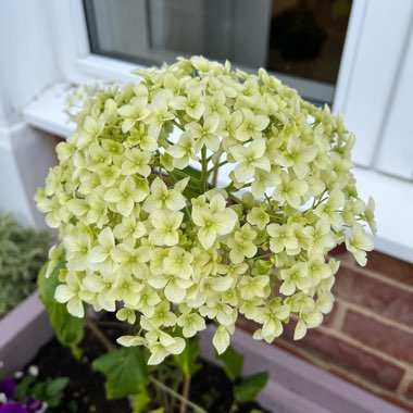 Hydrangea 'Annabelle'