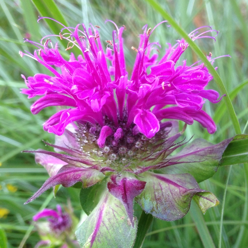 Plant image Monarda 'Scorpion'