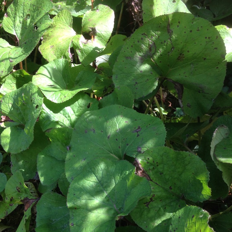 Plant image Petasites fragrans