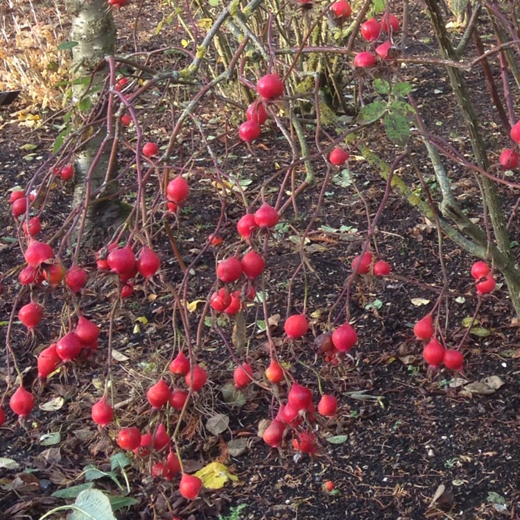 Plant image Rosa 'Scharlachglut' (Scarlet Fire)