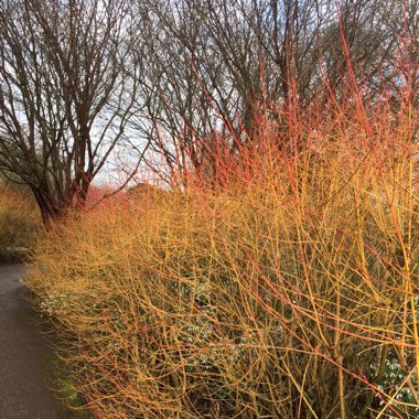 Cornus sanguinea 'Midwinter Fire'