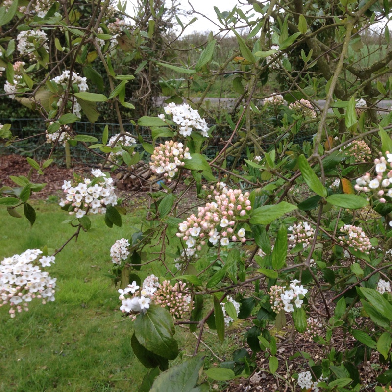 Plant image Viburnum x burkwoodii