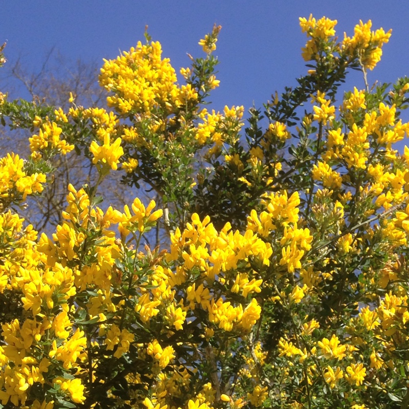 Plant image Coronilla valentina subsp. glauca  syn. Coronilla glauca