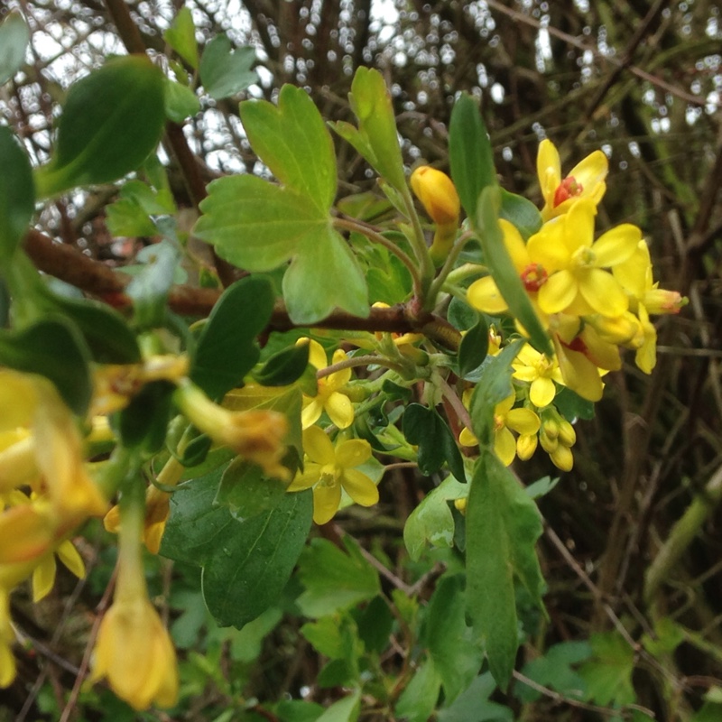 Plant image Ribes aureum var. aureum