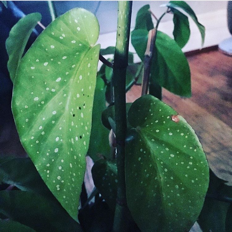 Plant image Begonia maculata 'Raddi'