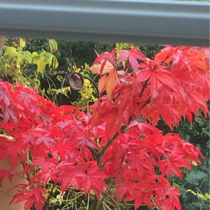 Japanese Maple