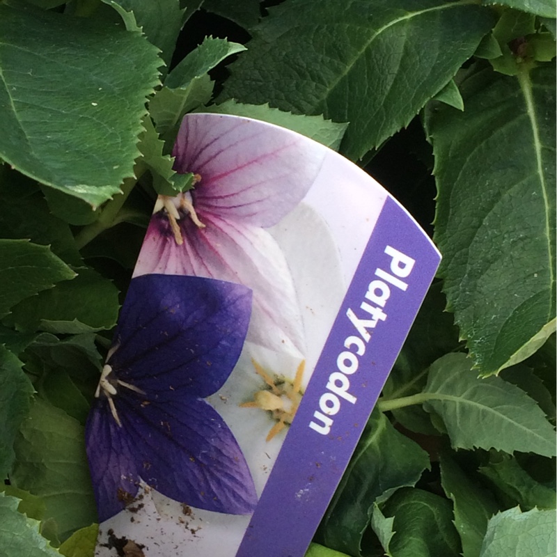 Balloon Flower