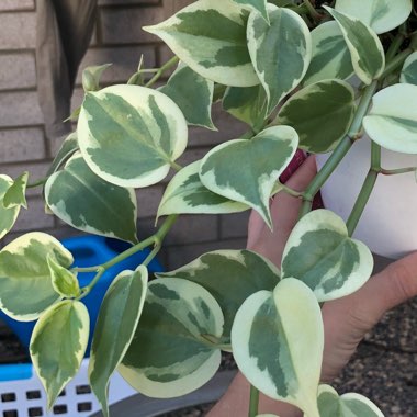 Epipremnum aureum 'Snow Queen'