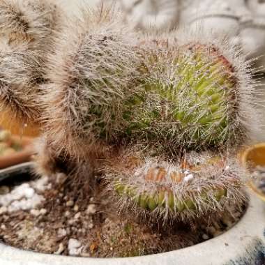 Cleistocactus 'cristata'