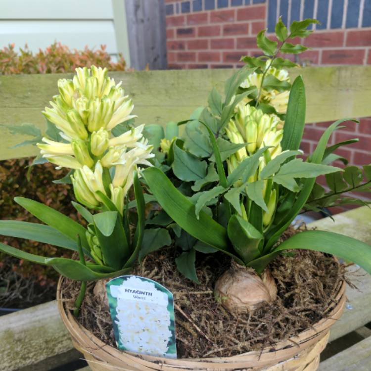 Plant image Muscari aucheri 'White Magic'