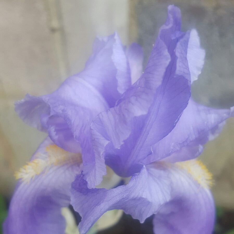 Plant image Iris Pallida 'Albo-variegata' syn. Argentea Variegata'