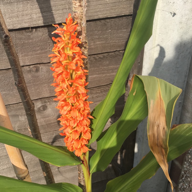 Plant image Hedychium densiflorum 'Assam Orange'