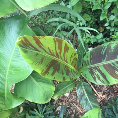 Musa acuminata  'Zebrina'