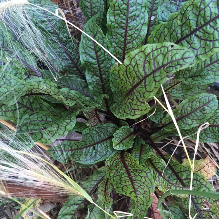 Plant image Rumex acetosa 'Red Veined'