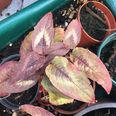 Persicaria microcephala 'Red Dragon'