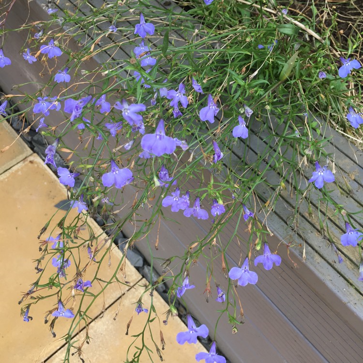 Plant image Lobelia Erinus 'Cambridge Blue'