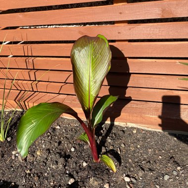 Ethopian Banana 'Maurelii'