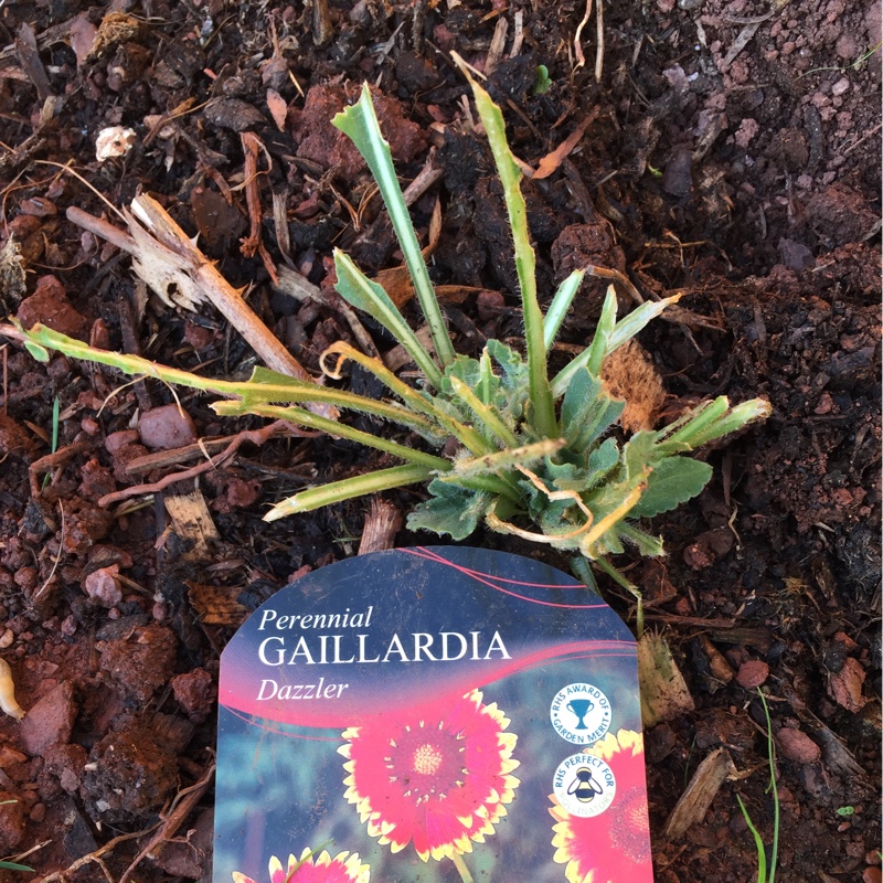 Blanket Flower 'Dazzler'