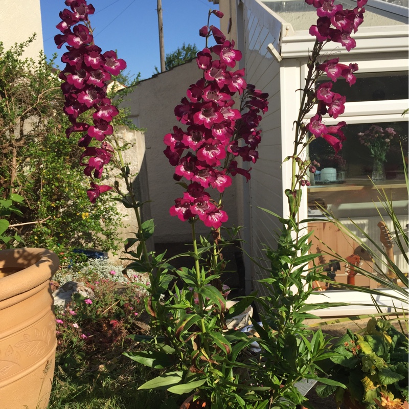 Beardtongue 'Phoenix Violet'