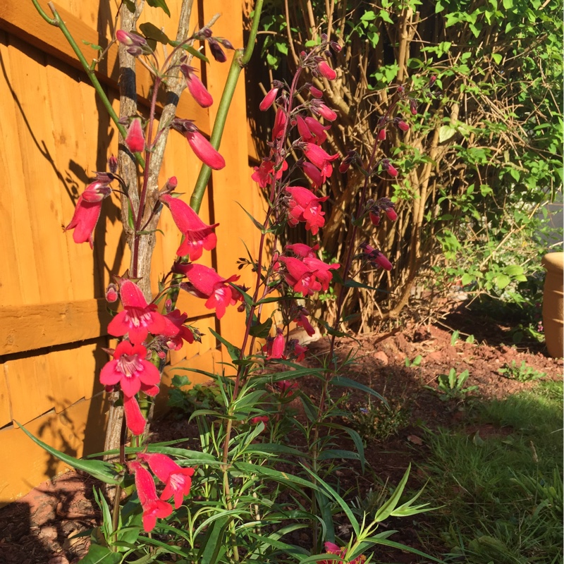 Beardtongue 'Phoenix Violet'