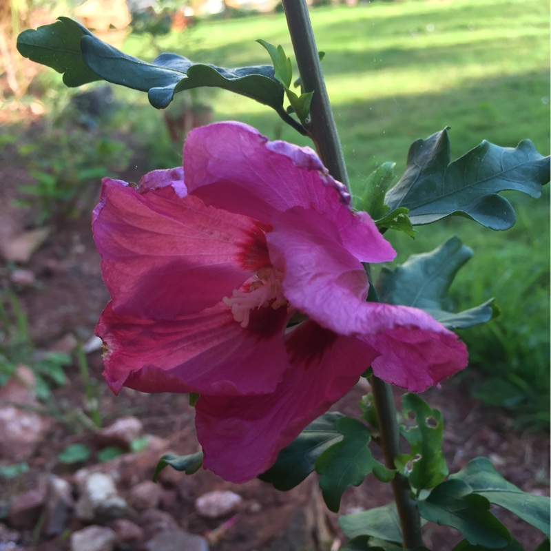 Plant image Hibiscus syriacus 'Woodbridge'