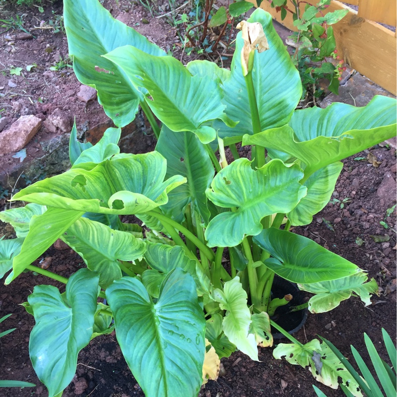 Arum Lily 'White Giant'