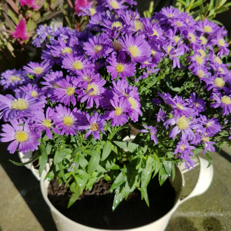 Plant image Aster novi-belgii 'Eventide'