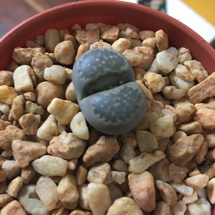 Plant image Lithops Hookeri var. Elephina