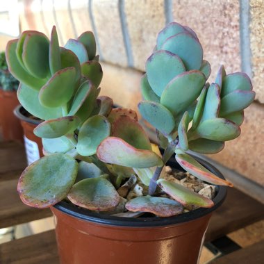 Marnier's Kalanchoe