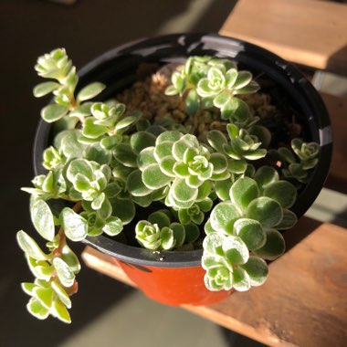 Variegated stonecrop